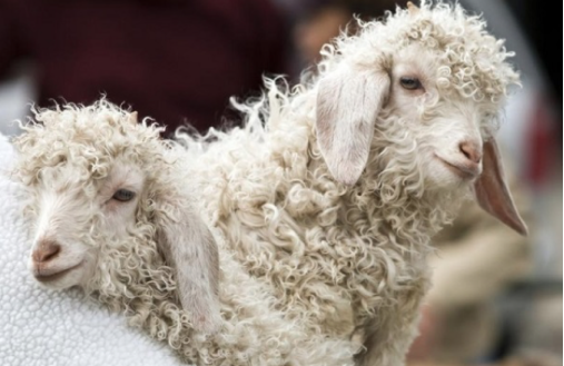 Screen Shot 2017-06-19 at 2.03.12 PM